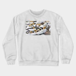 A colony of Gannets Crewneck Sweatshirt